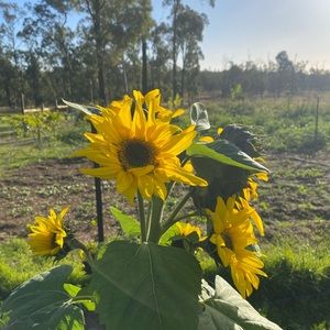 Meet your Posher, Chloe